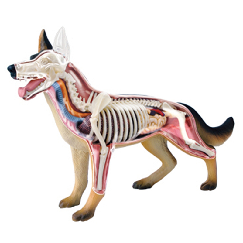 Model anatomiczny narządów zwi – Dog Toys recenzja i cena
