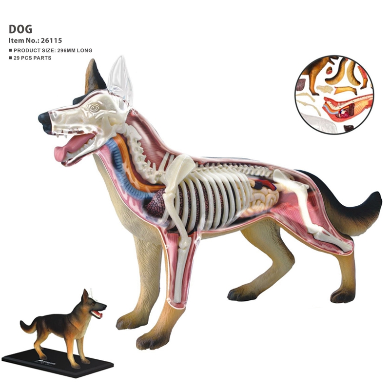 Model anatomiczny narządów zwi – Dog Toys recenzja i cena